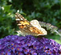 butterly on Butterfly bush in the countryside