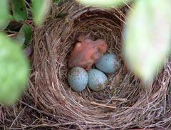 Baby birds and eggs in the nest