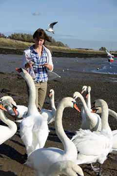 feeding swans