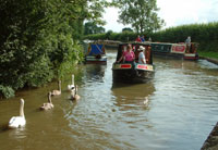 swans and ducks make freinds for treats on canal holidays