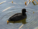ducks on the farmyard pond