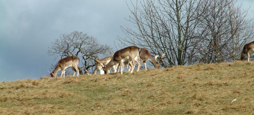 deer herd at petworth house
