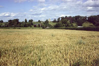 corn fields